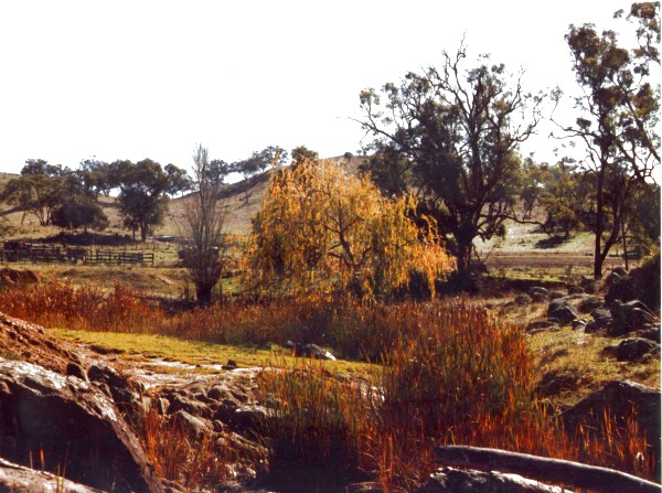 The creek on the farm, Autumn 1985