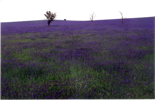 Near Cowra, Spring 2000