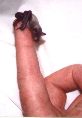 Bek at 4 days old.