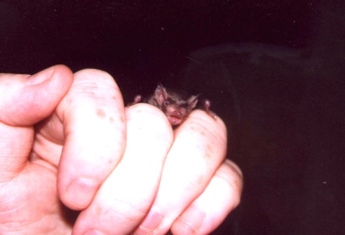 Bek at 3 weeks old