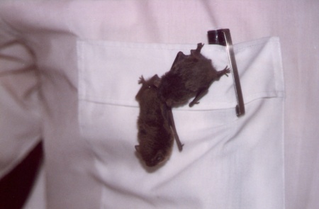 Is that a bat in your pocket, or are you glad to see me?