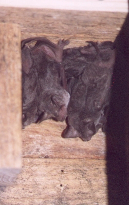 Freetails in the release box