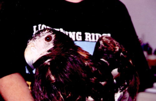 Wedge-tailed Eagle