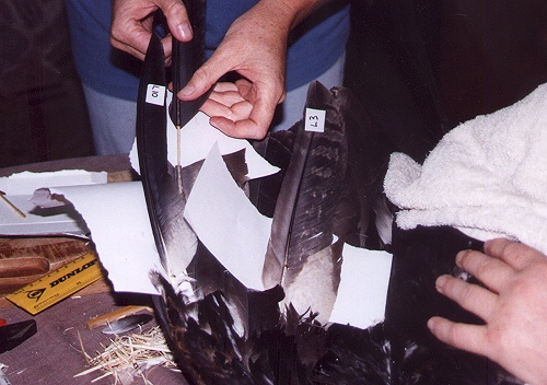 Inserting the new L9 feather into the broken feather
