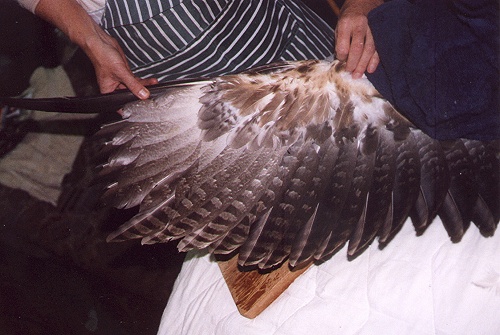 The wing of the second eagle showing the damaged feathers